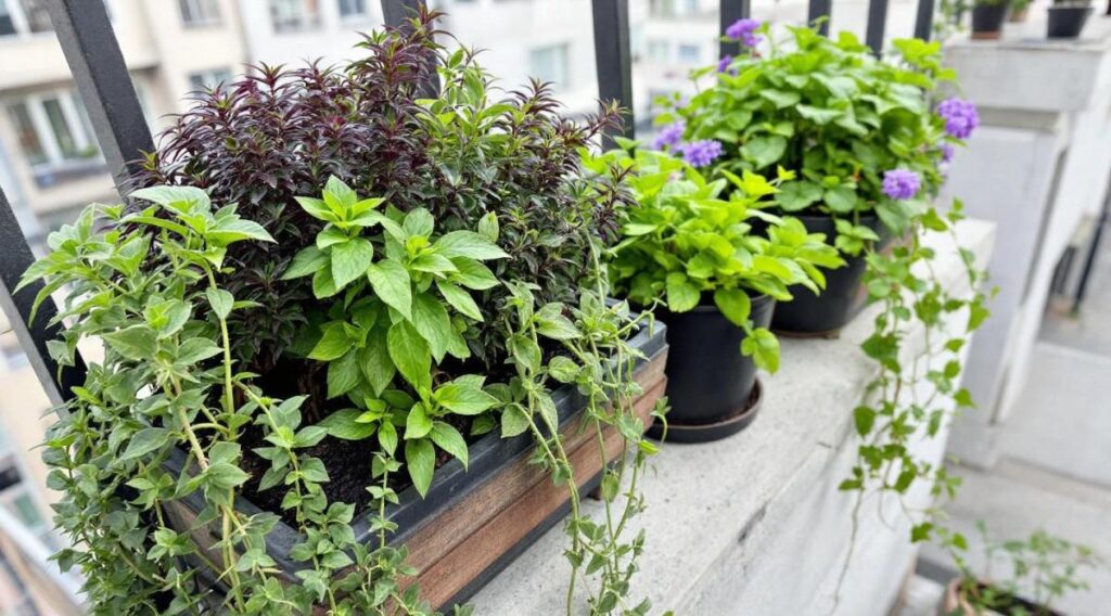 Ce jardin vertical tient dans un espace minuscule… Le tuto ultra-simple