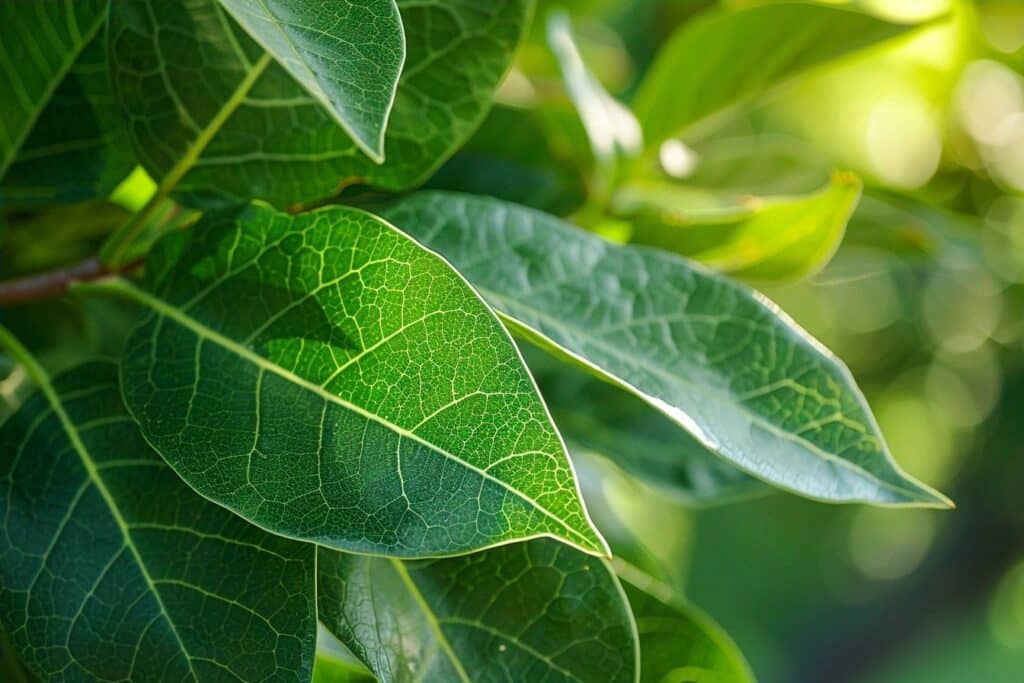 Ces feuilles de laurier qui chassent les insectes — même ma grand-mère n&rsquo;y croyait pas avant de tester
